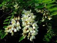 Acacia Flora