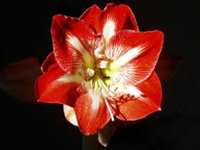 Amaryllis Flora