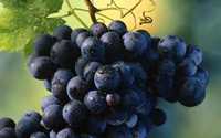 Grapes Flora