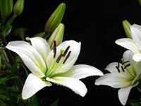Lily Flora