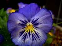 Pansy Flora