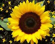 Sunflower Flora